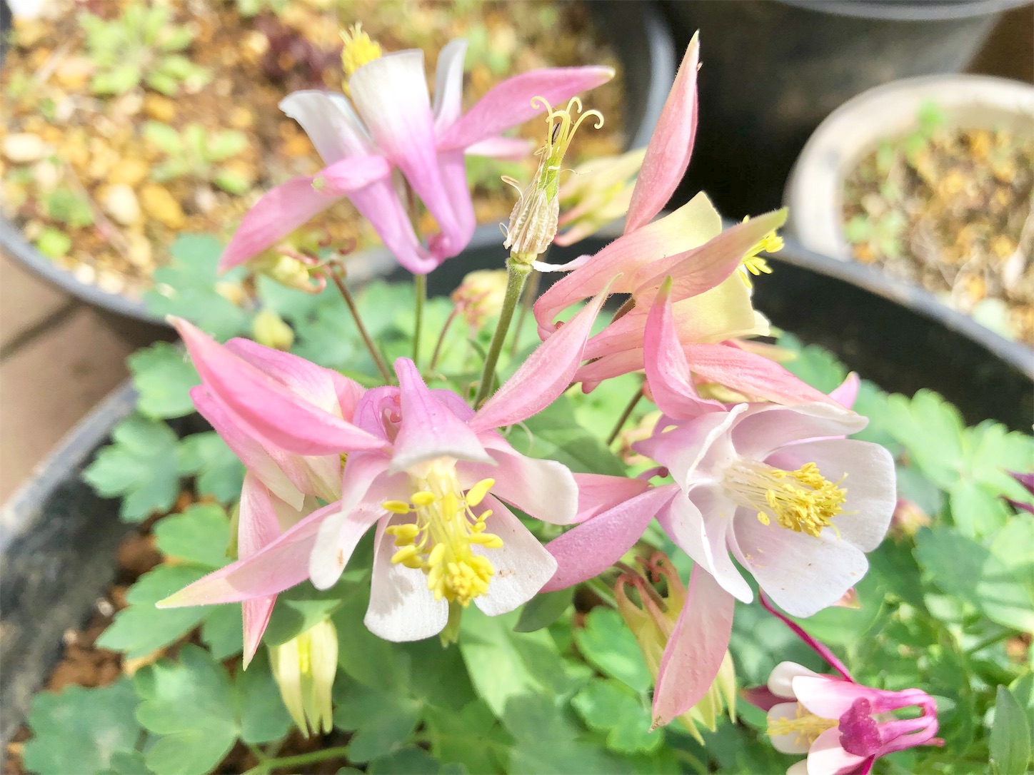 f:id:chanoyu:20200322134347j:image