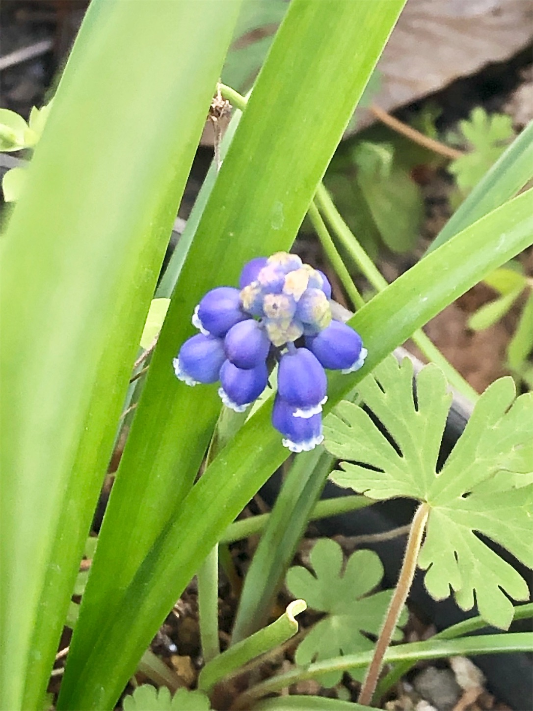 f:id:chanoyu:20200326111817j:image