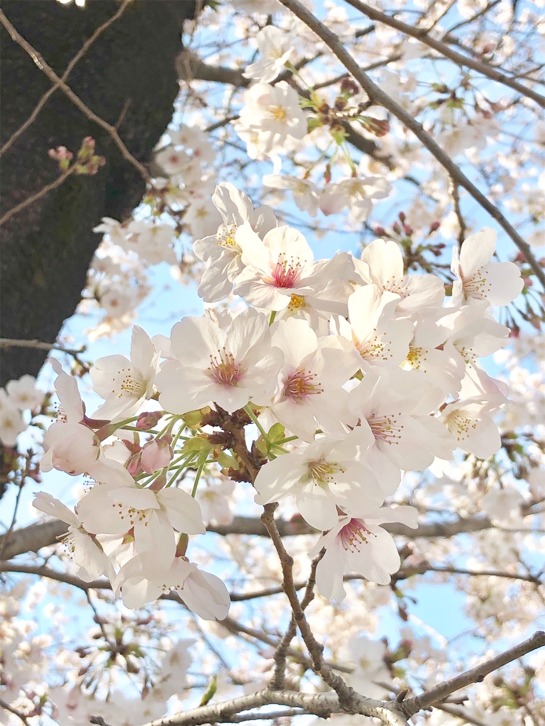 f:id:chanoyu:20200327104423j:image