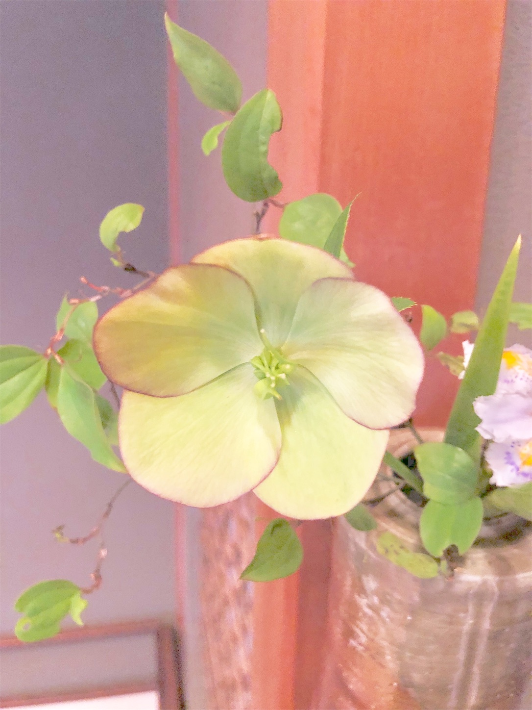 f:id:chanoyu:20200409150712j:image