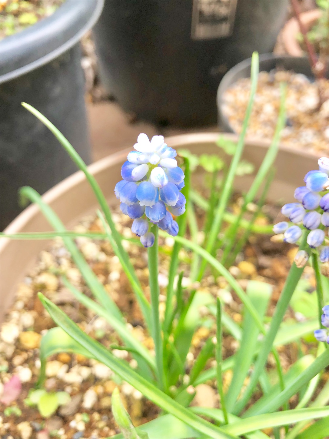 f:id:chanoyu:20200420050328j:image