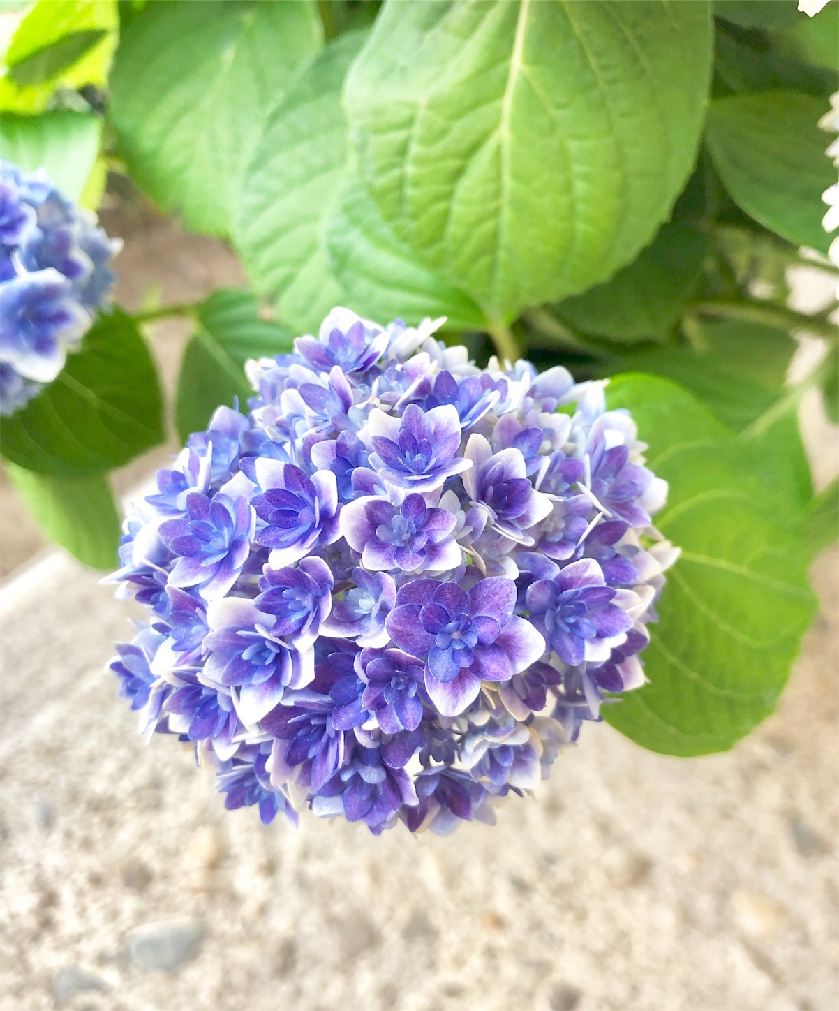 f:id:chanoyu:20200420050550j:image