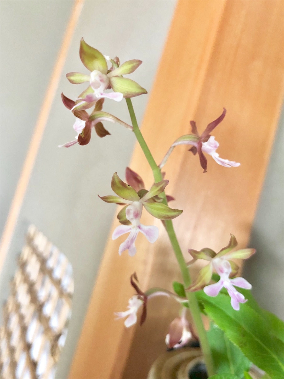 f:id:chanoyu:20200505151014j:image f:id:chanoyu:20200505151014j:image