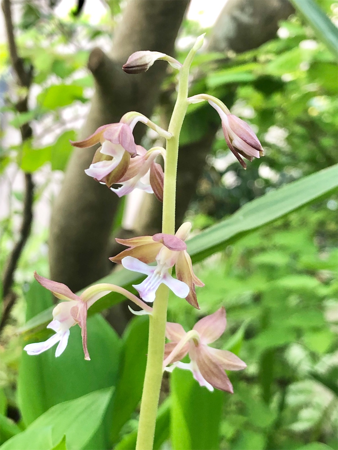 立夏 庭の茶花 はなもも茶道日記
