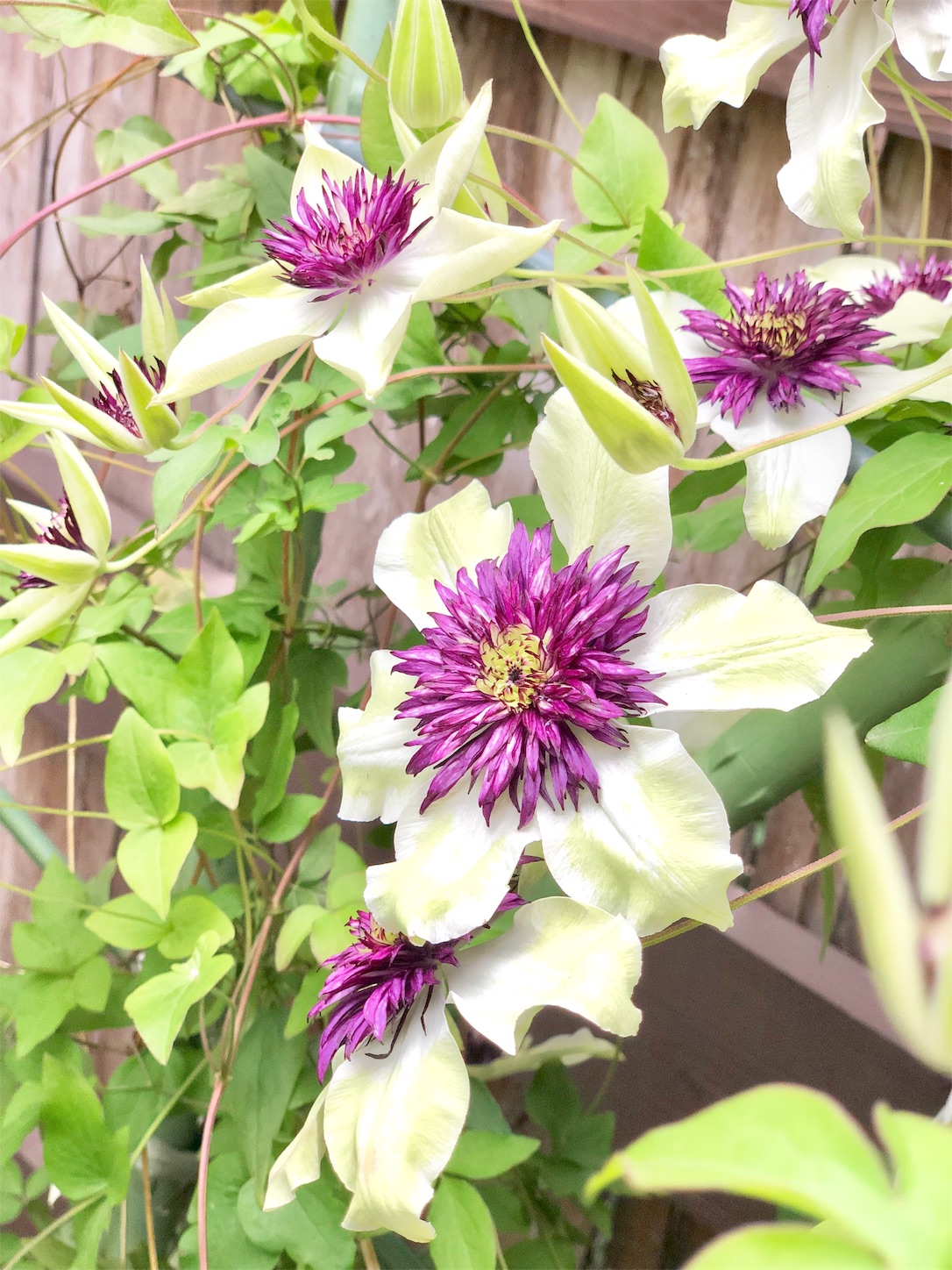 f:id:chanoyu:20200525115047j:image f:id:chanoyu:20200525115047j:image