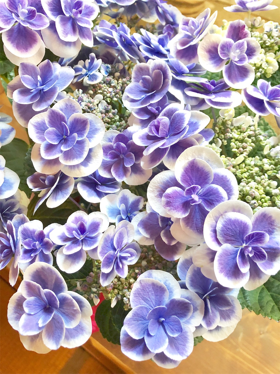 f:id:chanoyu:20200525142155j:image f:id:chanoyu:20200525142155j:image