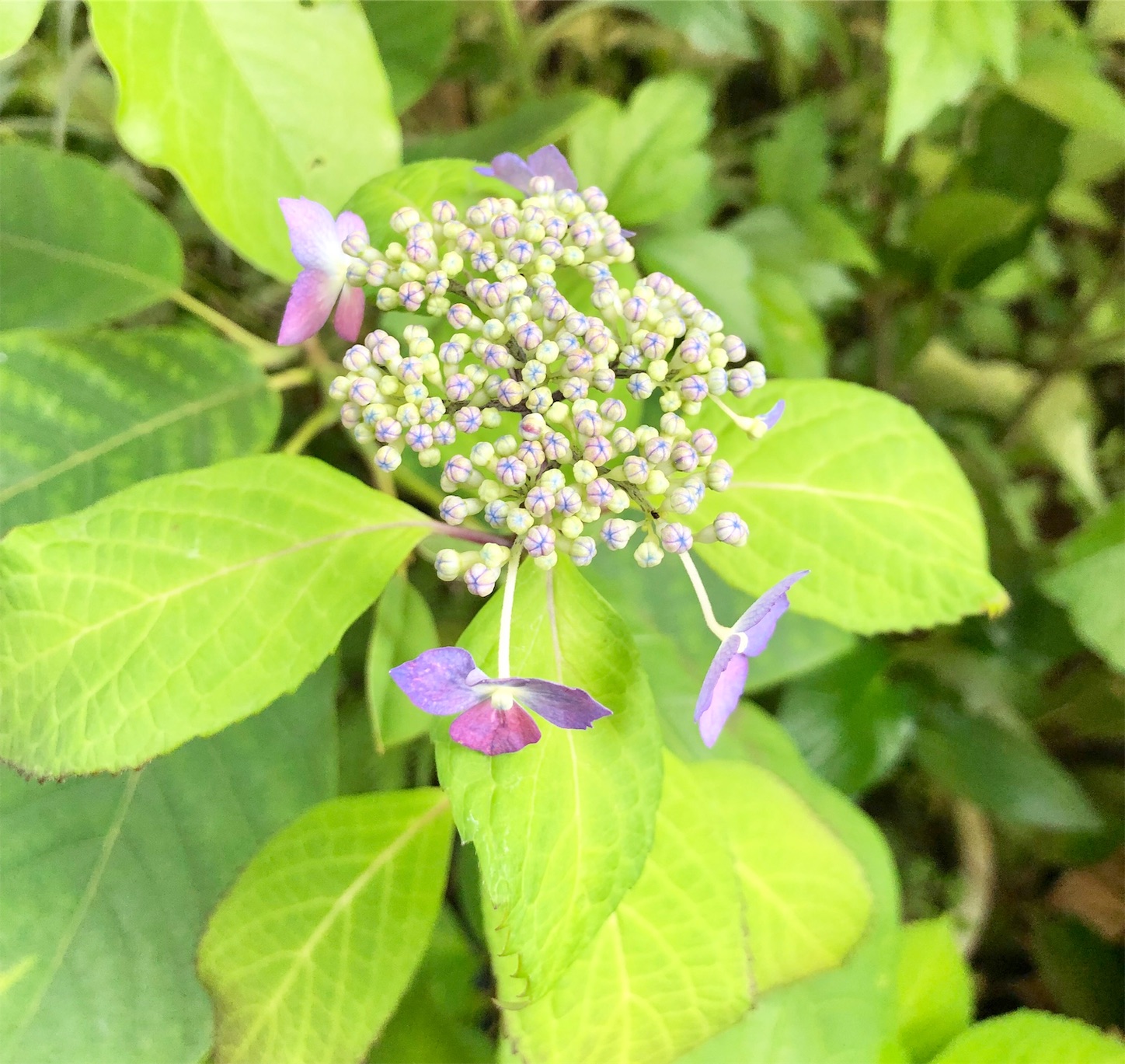 f:id:chanoyu:20200525234428j:image f:id:chanoyu:20200525234428j:image