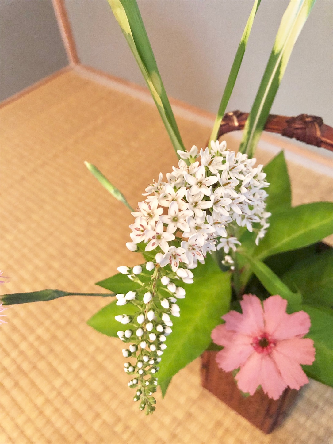 f:id:chanoyu:20200620191502j:image f:id:chanoyu:20200620191502j:image