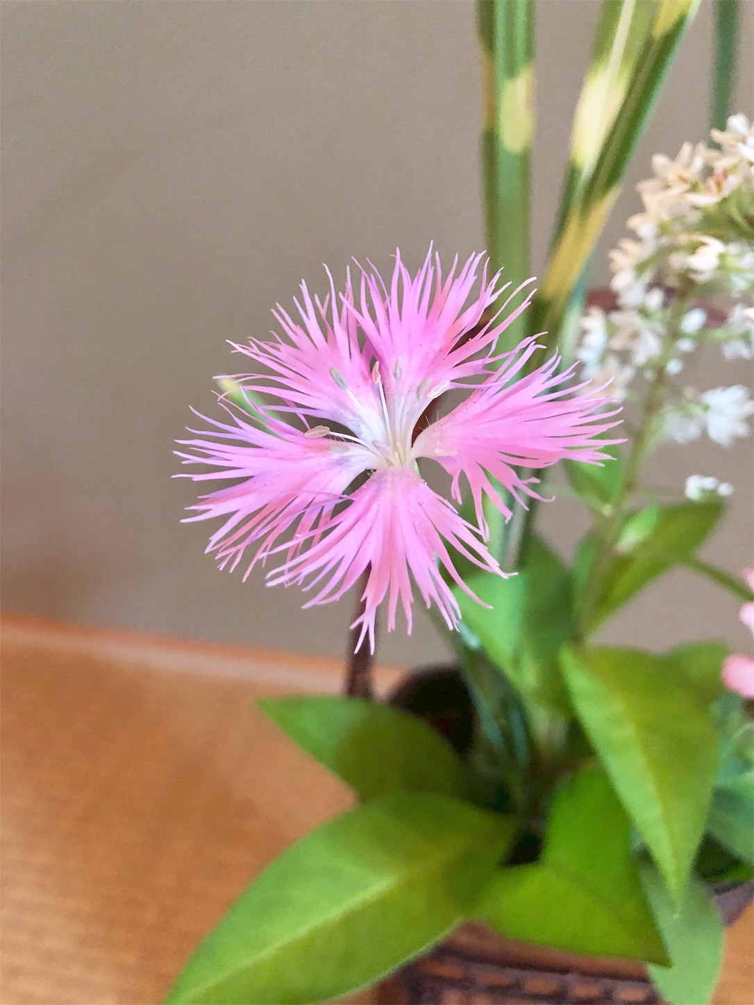 f:id:chanoyu:20200620191538j:image f:id:chanoyu:20200620191538j:image