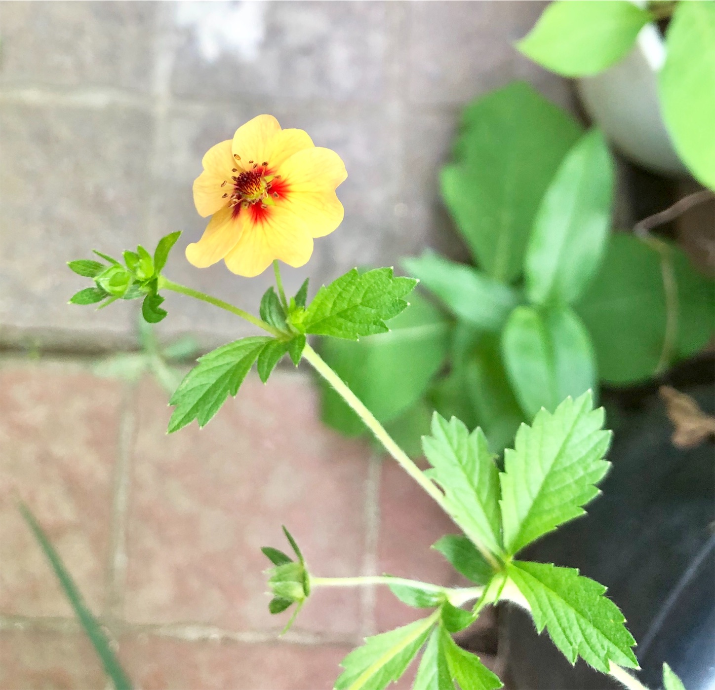 f:id:chanoyu:20200620194228j:image f:id:chanoyu:20200620194228j:image