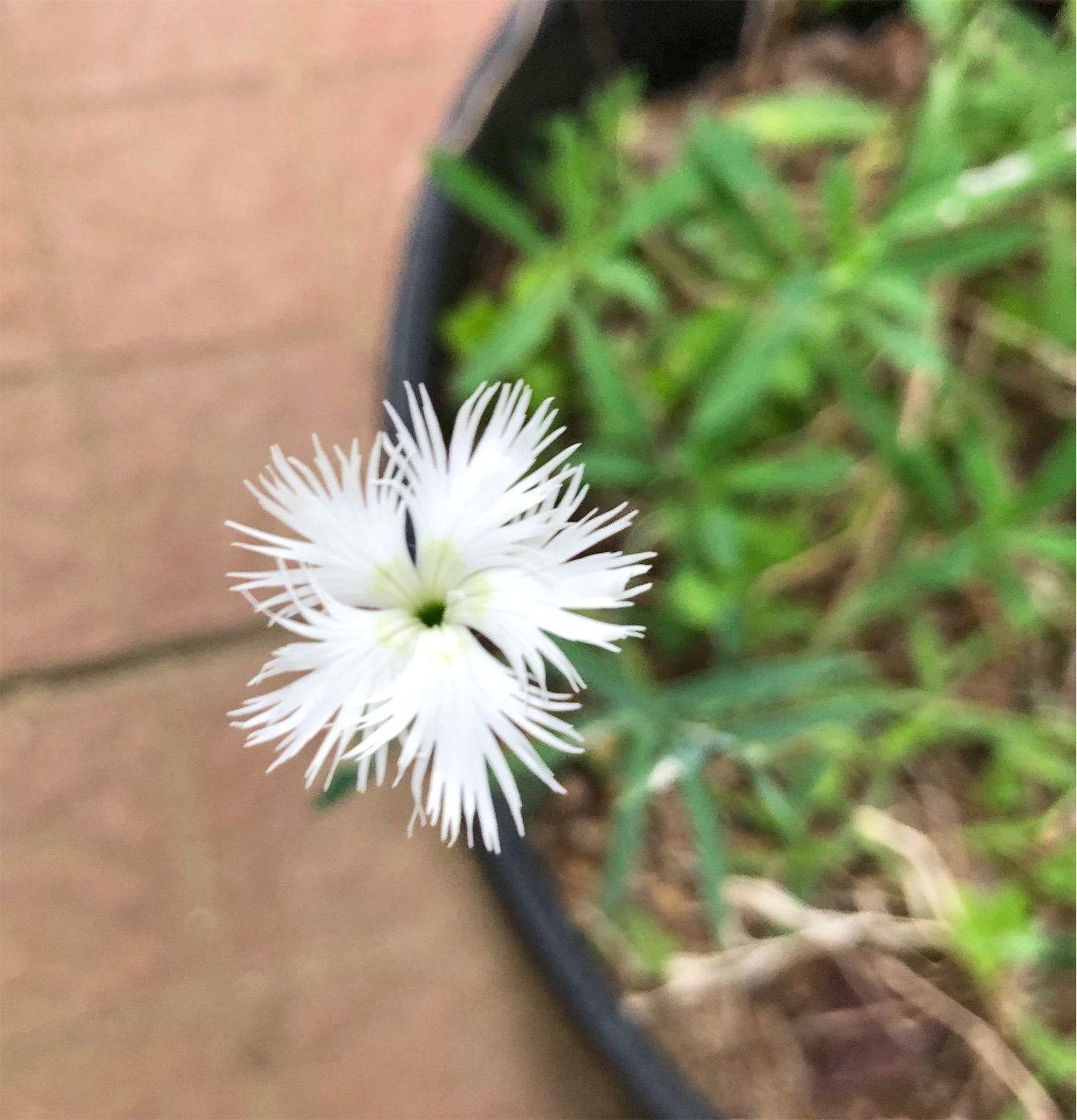 f:id:chanoyu:20200620194442j:image f:id:chanoyu:20200620194442j:image