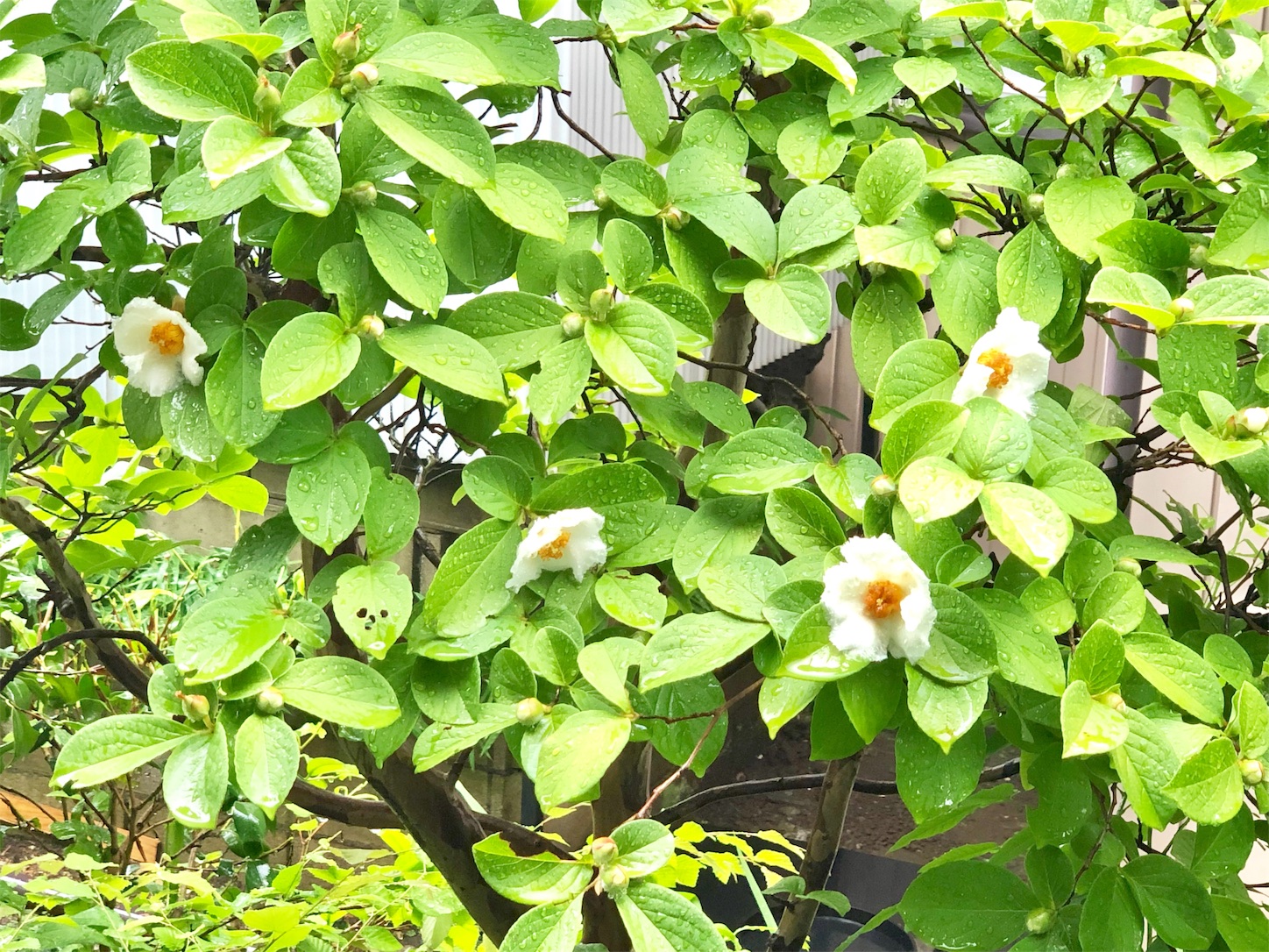 f:id:chanoyu:20200620194519j:image f:id:chanoyu:20200620194519j:image