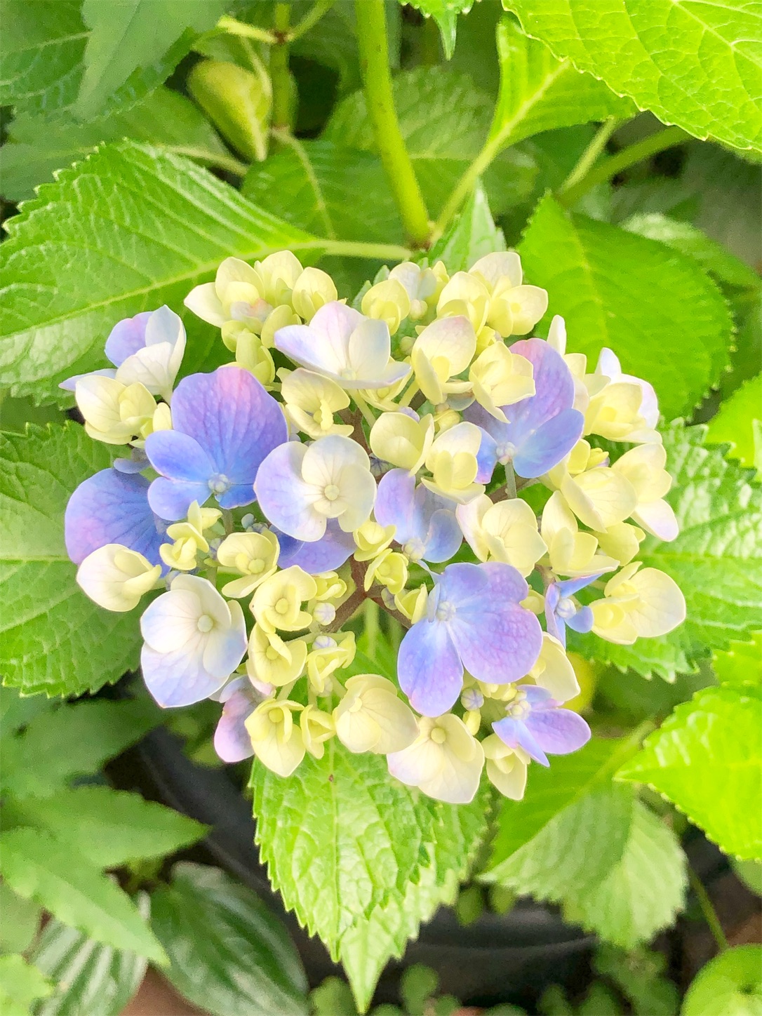 f:id:chanoyu:20200620194614j:image f:id:chanoyu:20200620194614j:image