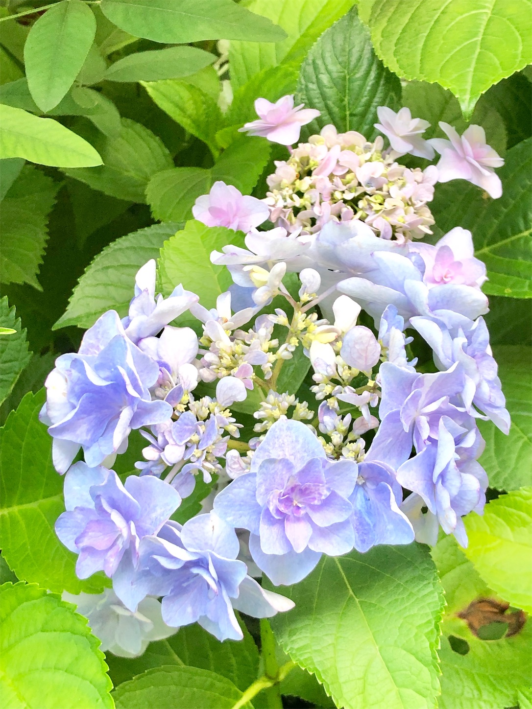 f:id:chanoyu:20200620194631j:image f:id:chanoyu:20200620194631j:image