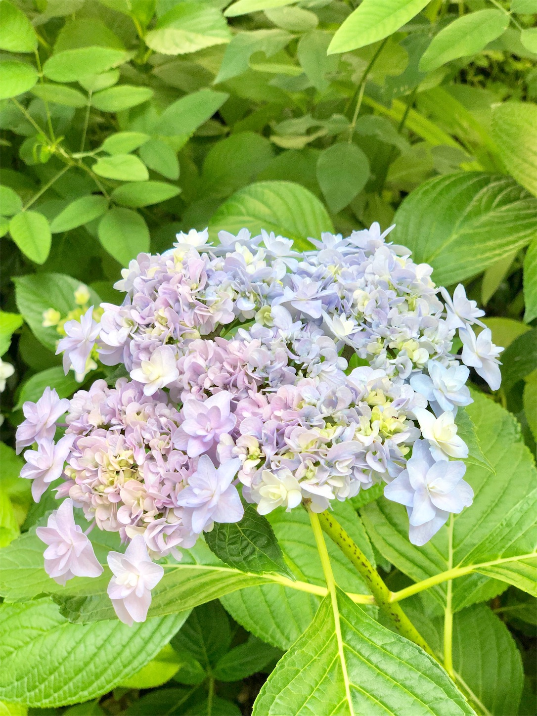 f:id:chanoyu:20200620194659j:image f:id:chanoyu:20200620194659j:image