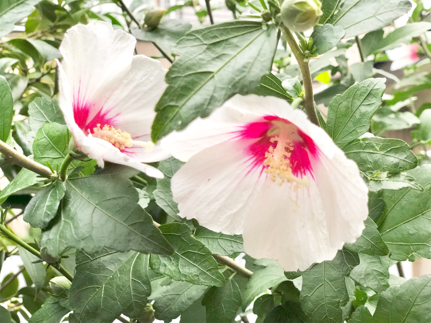 f:id:chanoyu:20200622100403j:image f:id:chanoyu:20200622100403j:image