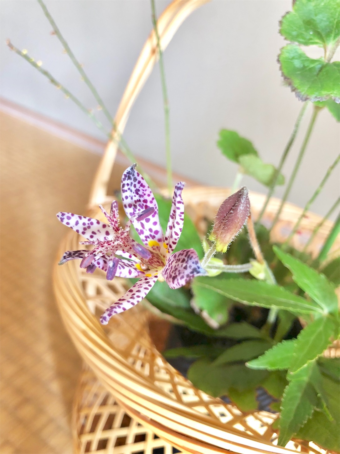 水次　茶道具　菖蒲　桔梗　菊　桜　お稽古 水次 茶道具 菖蒲 桔梗 菊 桜 お稽古