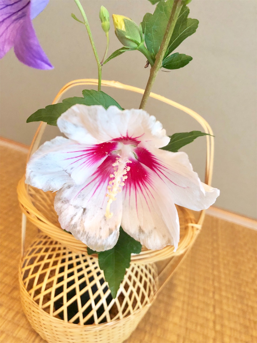 f:id:chanoyu:20200714150430j:image f:id:chanoyu:20200714150430j:image