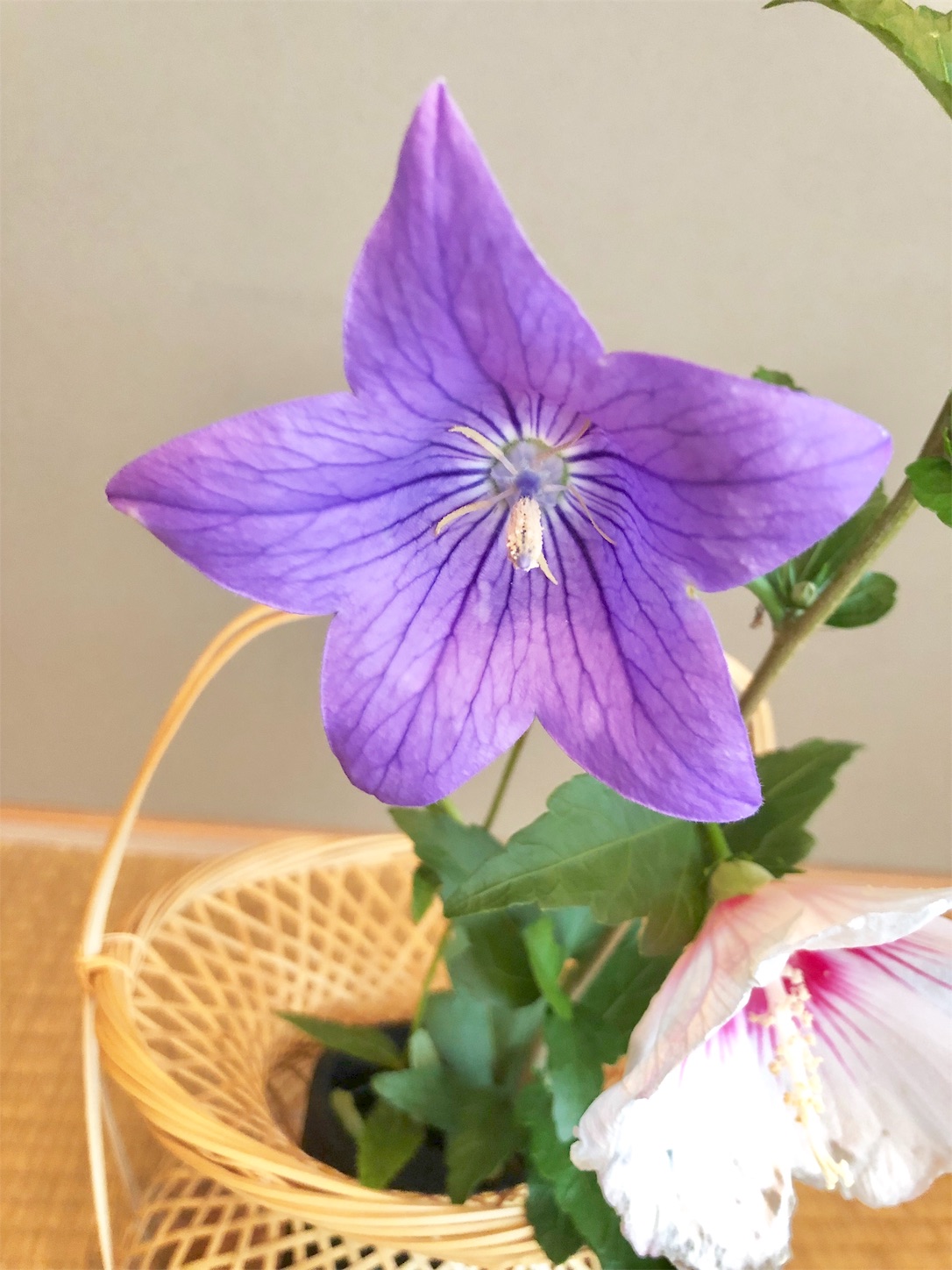 f:id:chanoyu:20200714151434j:image f:id:chanoyu:20200714151434j:image