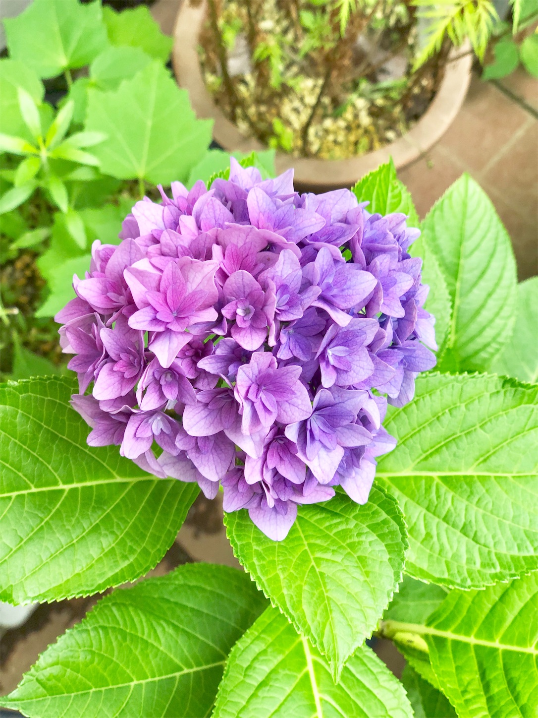 f:id:chanoyu:20200714191324j:image f:id:chanoyu:20200714191324j:image