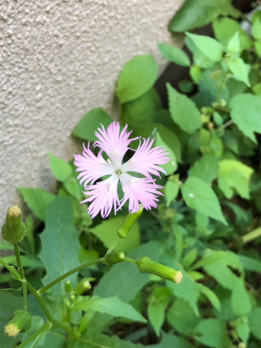 f:id:chanoyu:20200919015921j:image f:id:chanoyu:20200919015921j:image