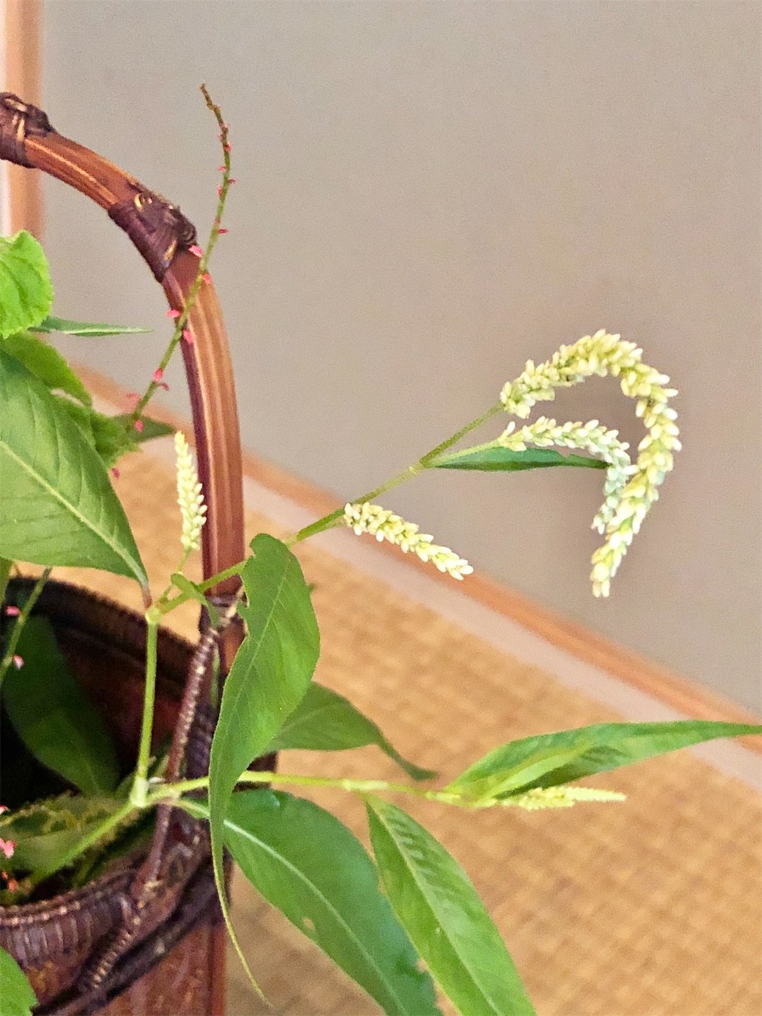 f:id:chanoyu:20201019162704j:image f:id:chanoyu:20201019162704j:image