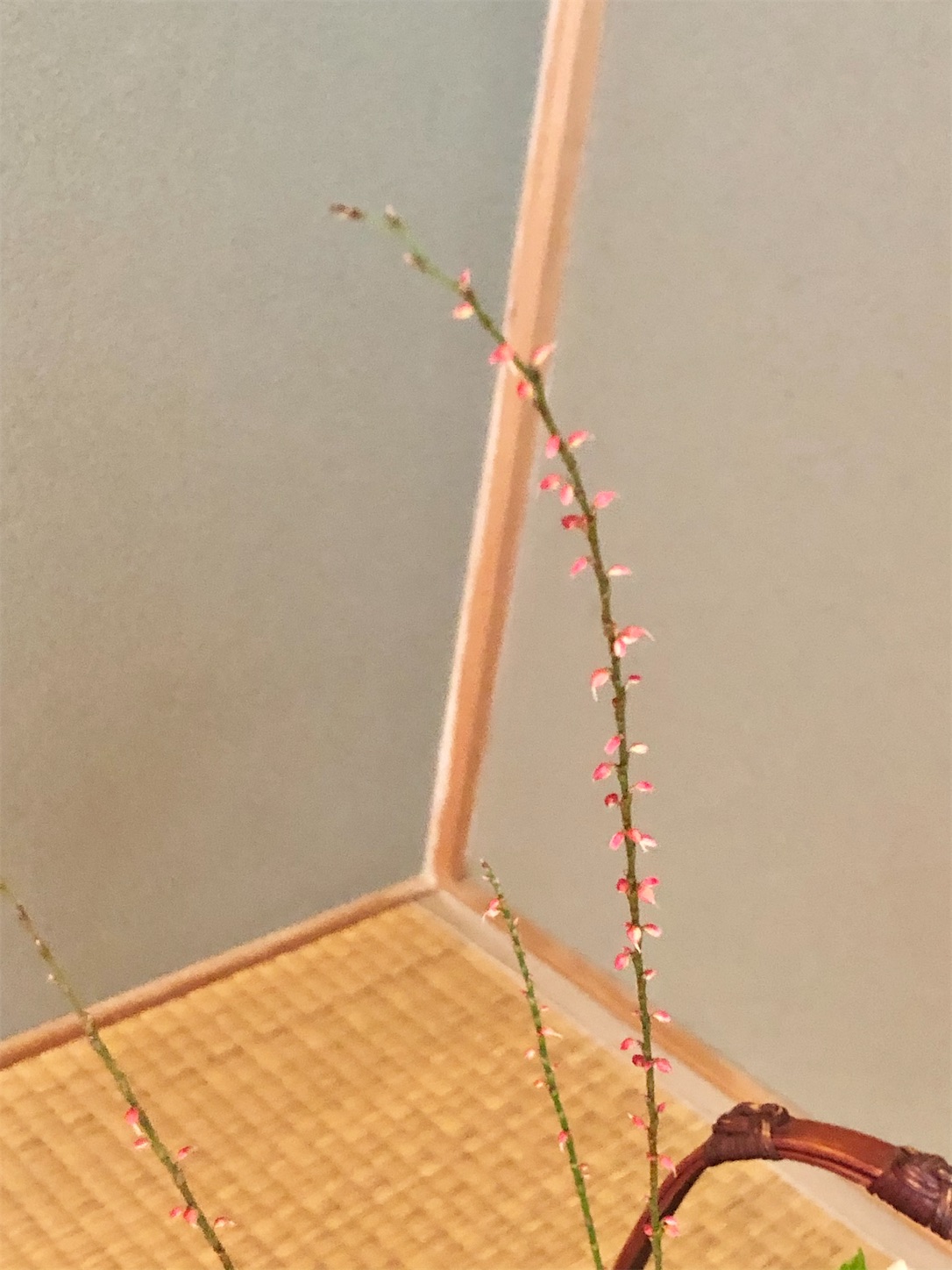 f:id:chanoyu:20201019162718j:image f:id:chanoyu:20201019162718j:image