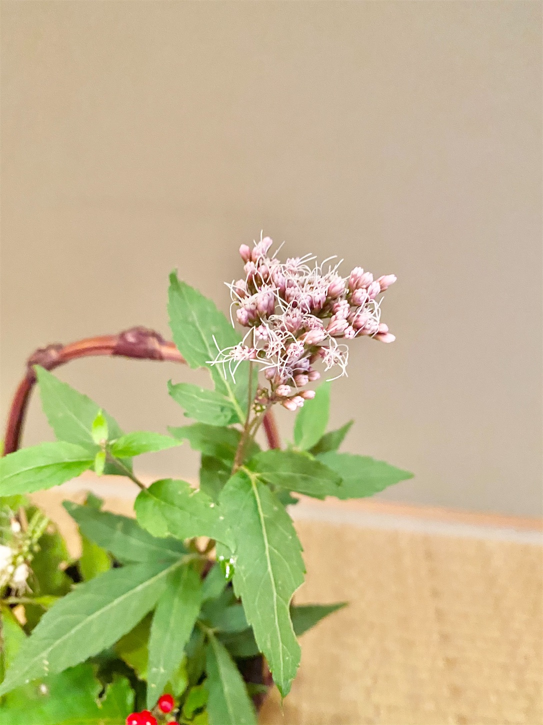 f:id:chanoyu:20201019163345j:image f:id:chanoyu:20201019163345j:image