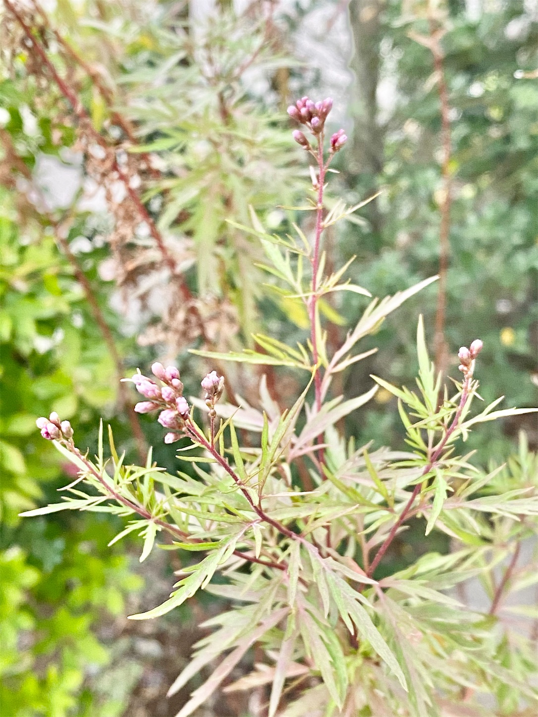 f:id:chanoyu:20201113180245j:image