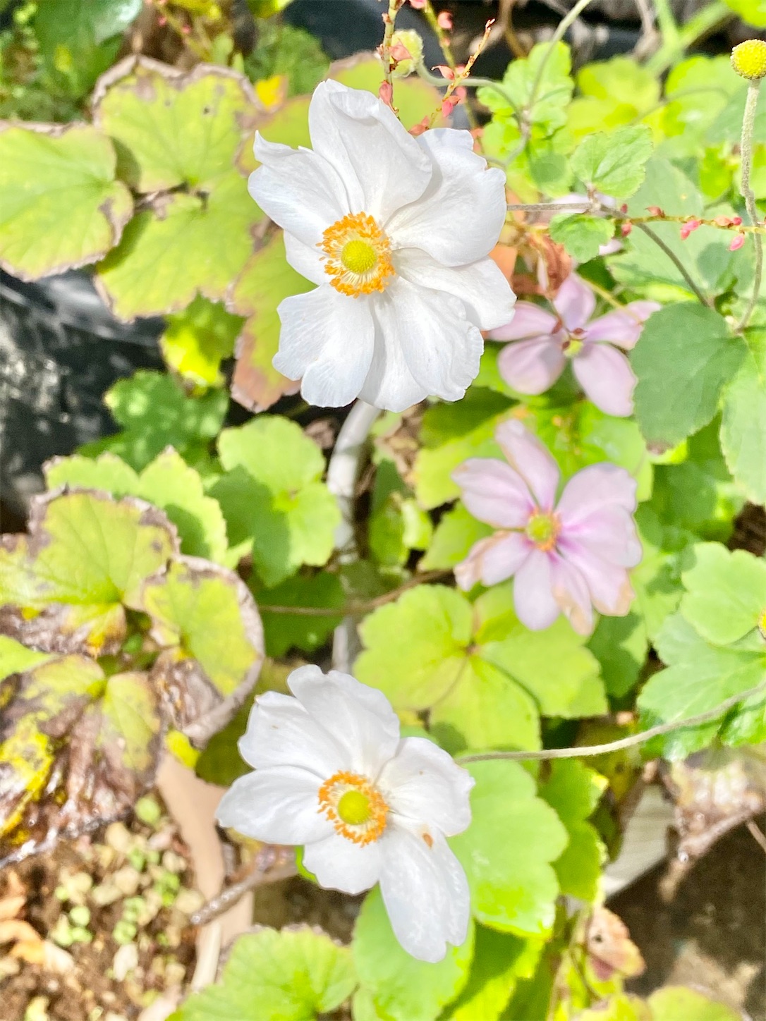 f:id:chanoyu:20201113180331j:image