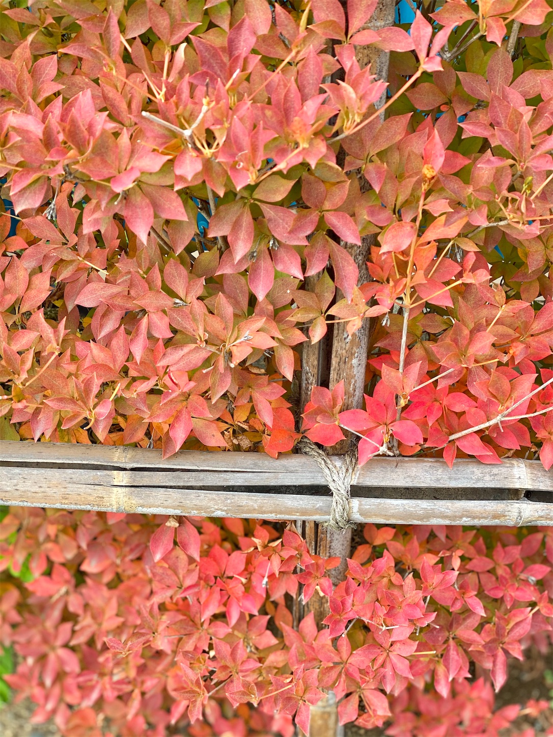 f:id:chanoyu:20201113180458j:image