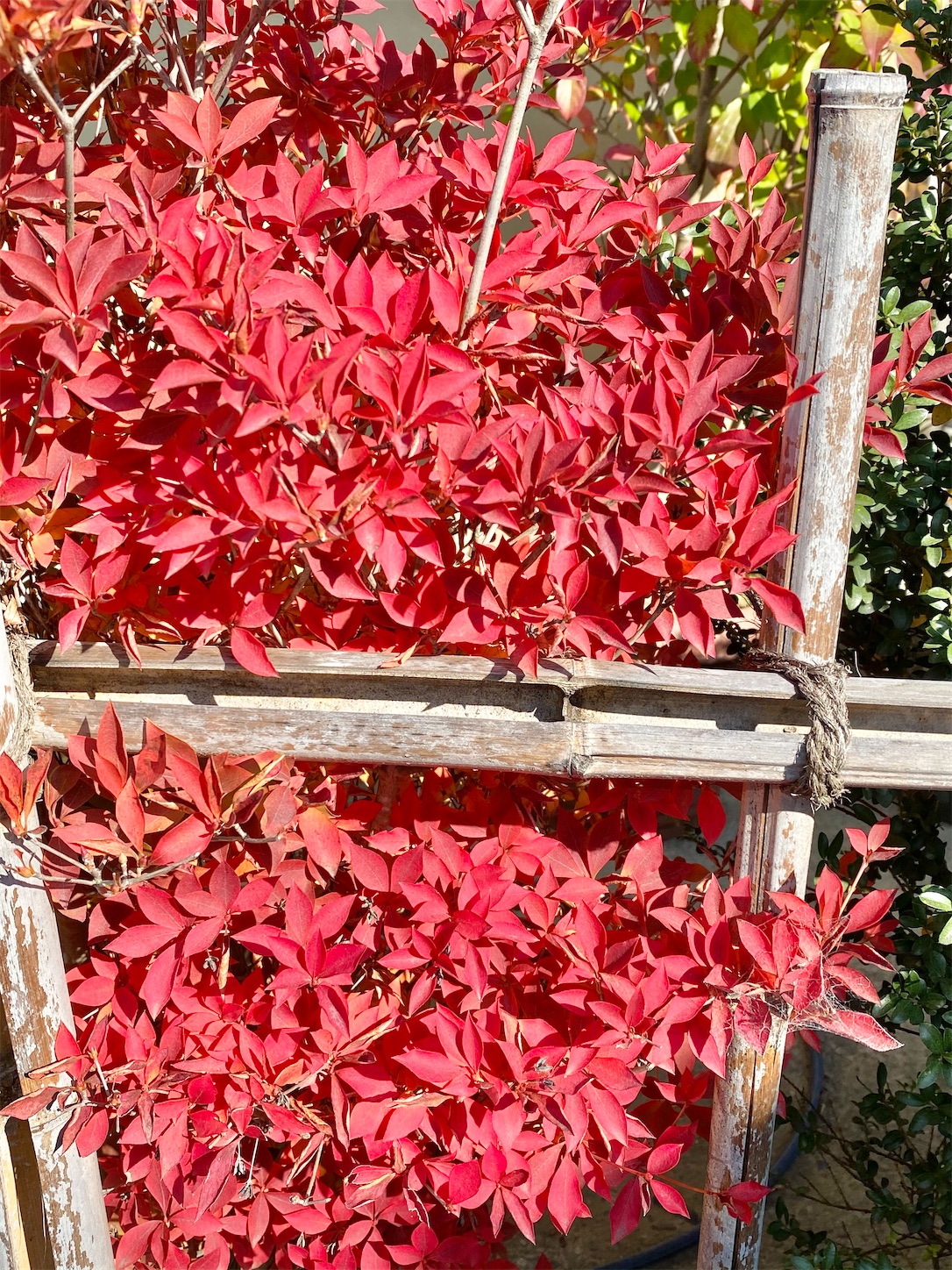 f:id:chanoyu:20201122094204j:image f:id:chanoyu:20201122094204j:image