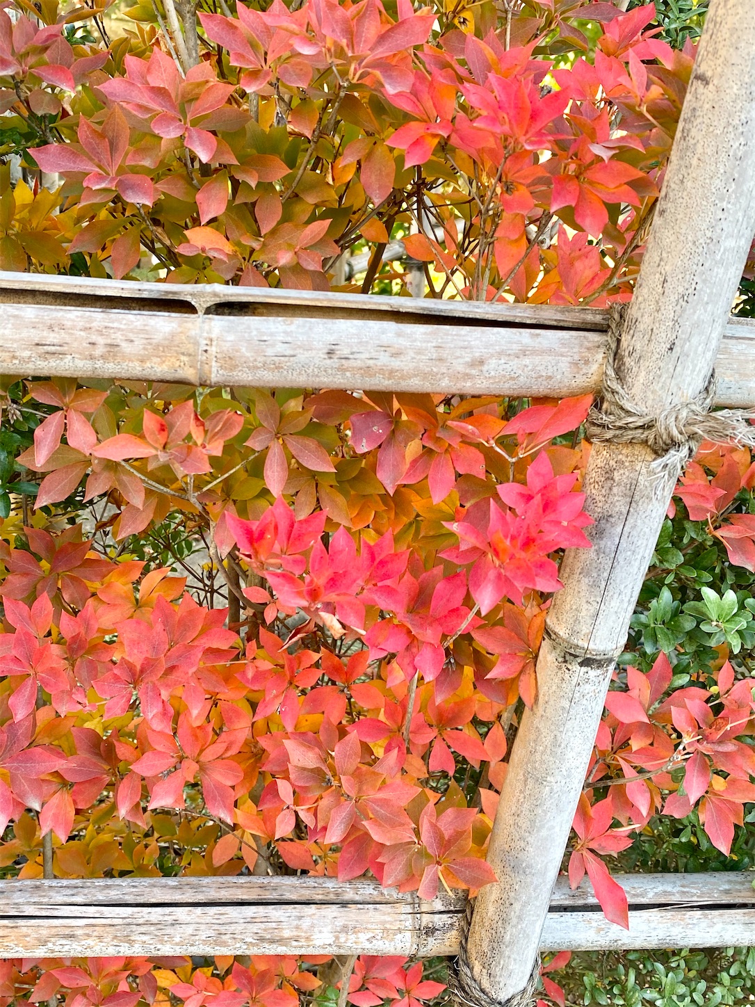 f:id:chanoyu:20201122094221j:image f:id:chanoyu:20201122094221j:image