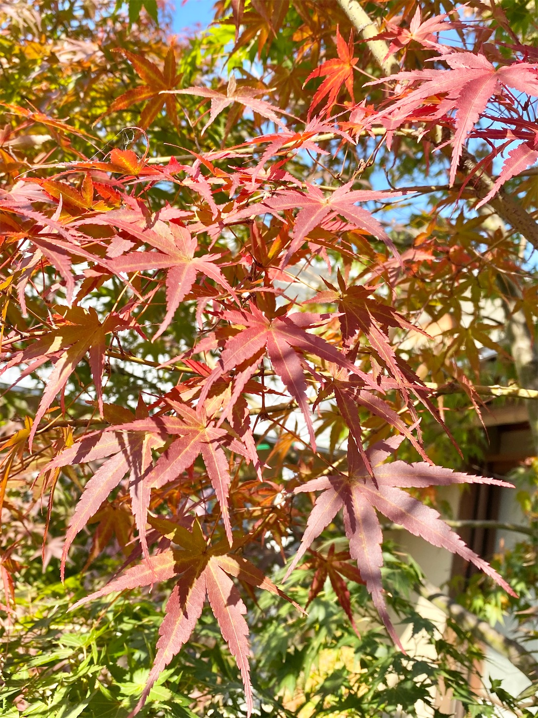 f:id:chanoyu:20201122094235j:image f:id:chanoyu:20201122094235j:image