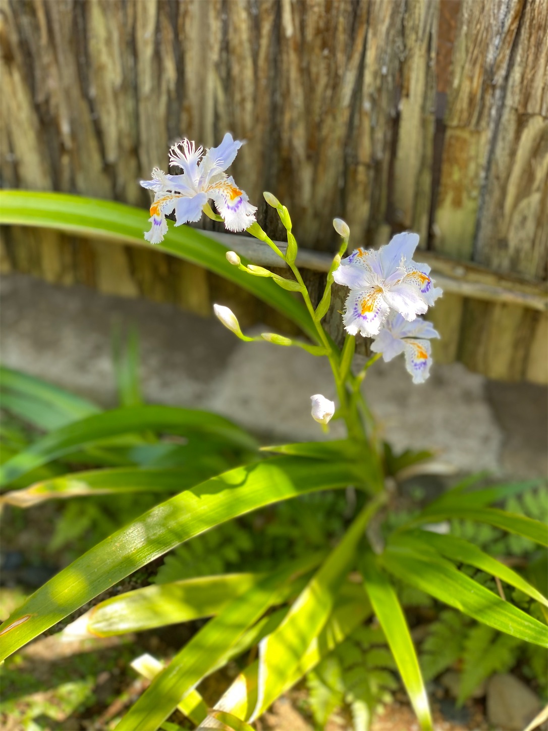 f:id:chanoyu:20210414114126j:image f:id:chanoyu:20210414114126j:image