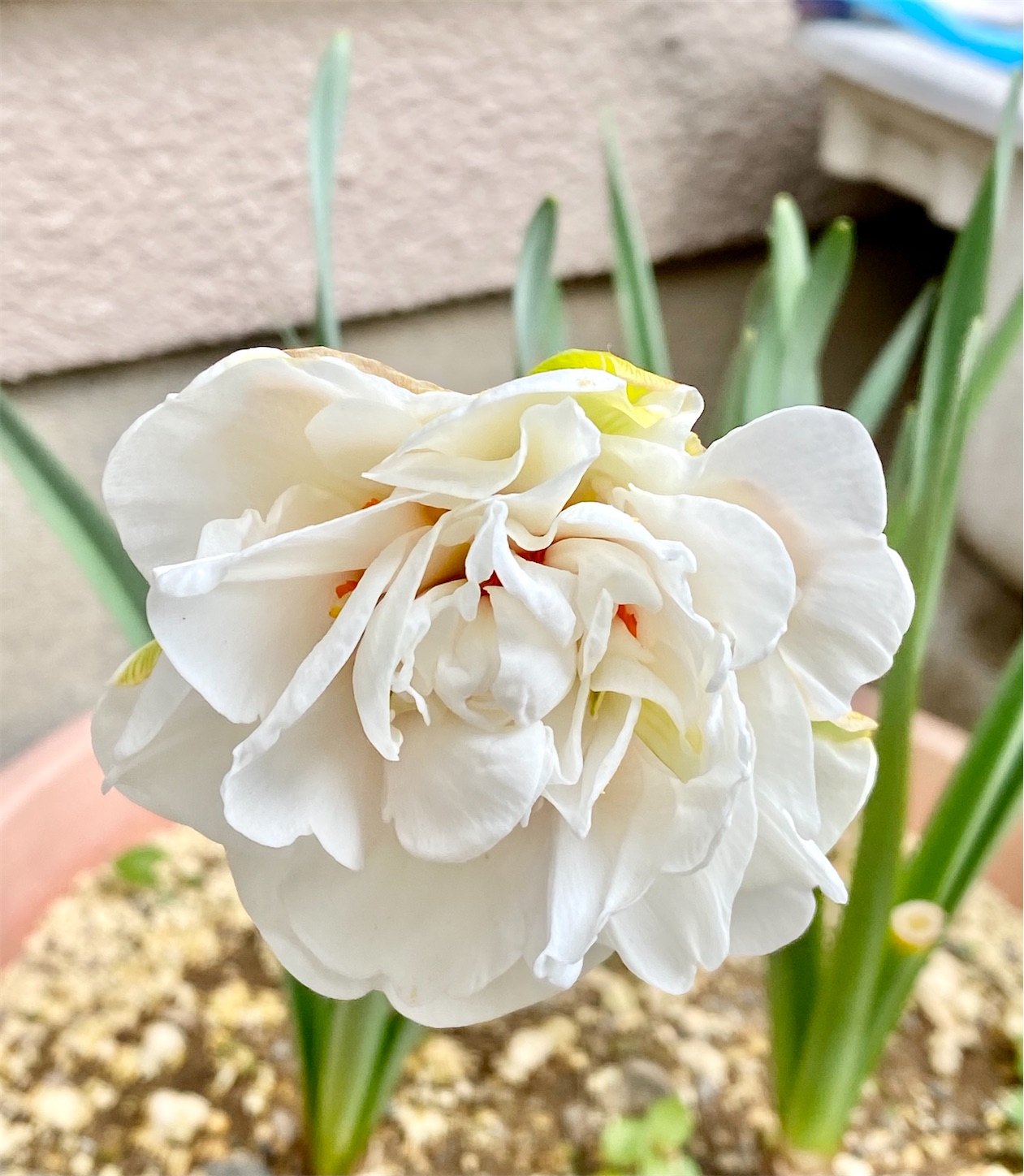 f:id:chanoyu:20210414114203j:image f:id:chanoyu:20210414114203j:image