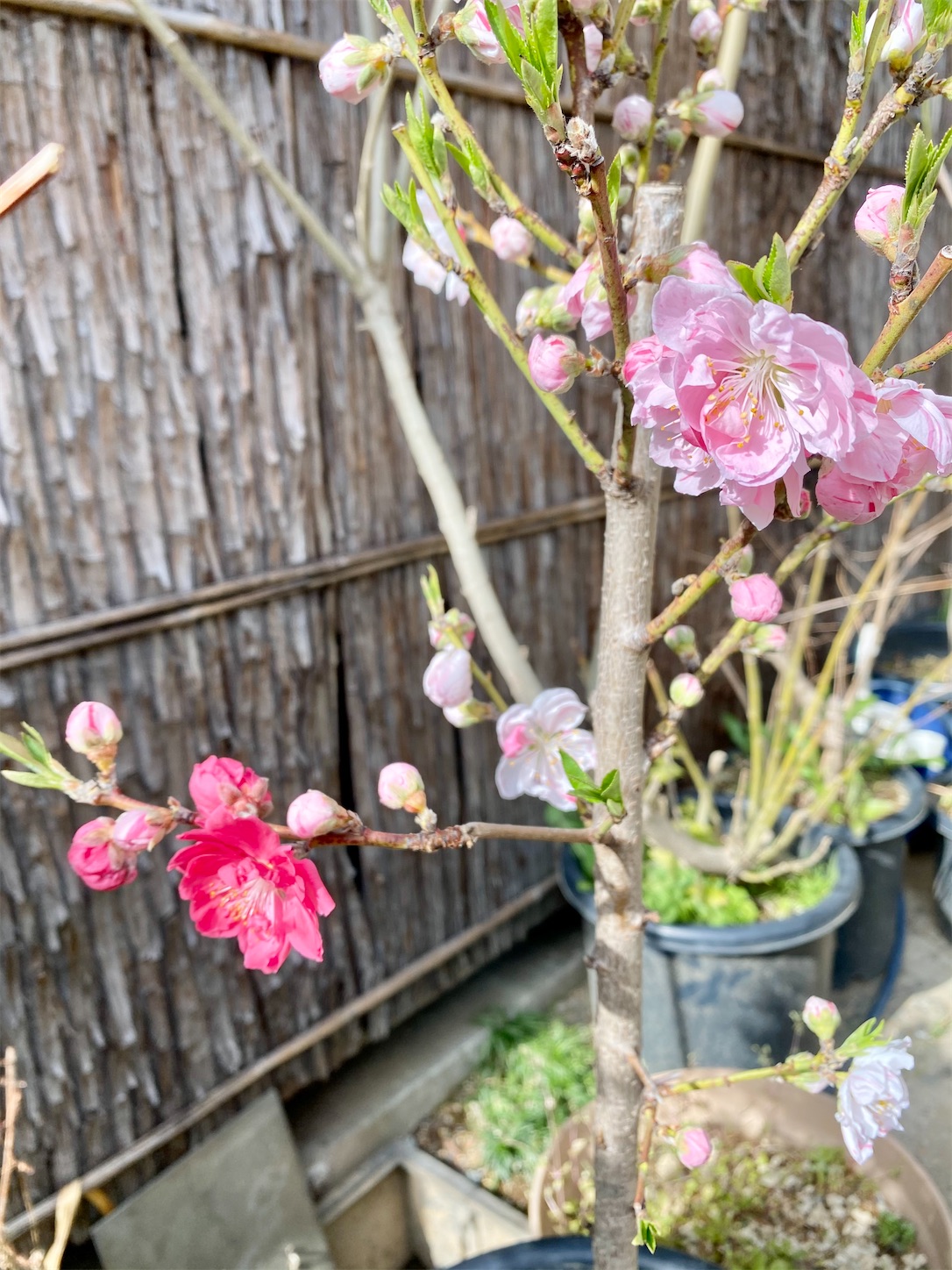 f:id:chanoyu:20210414114304j:image f:id:chanoyu:20210414114304j:image