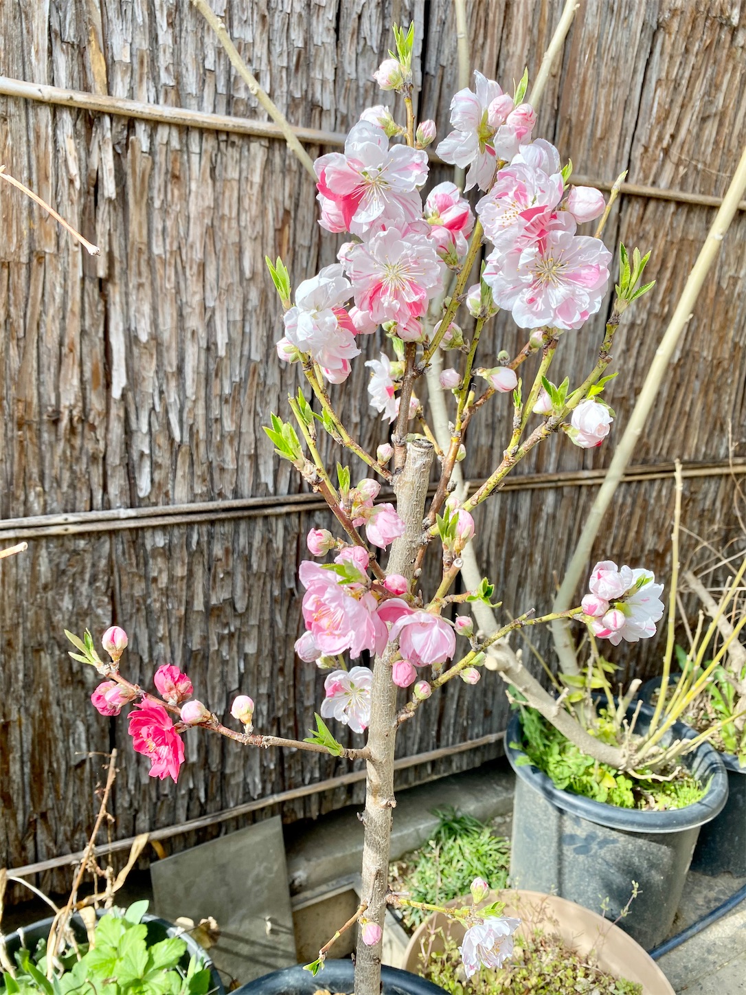 f:id:chanoyu:20210414114315j:image f:id:chanoyu:20210414114315j:image