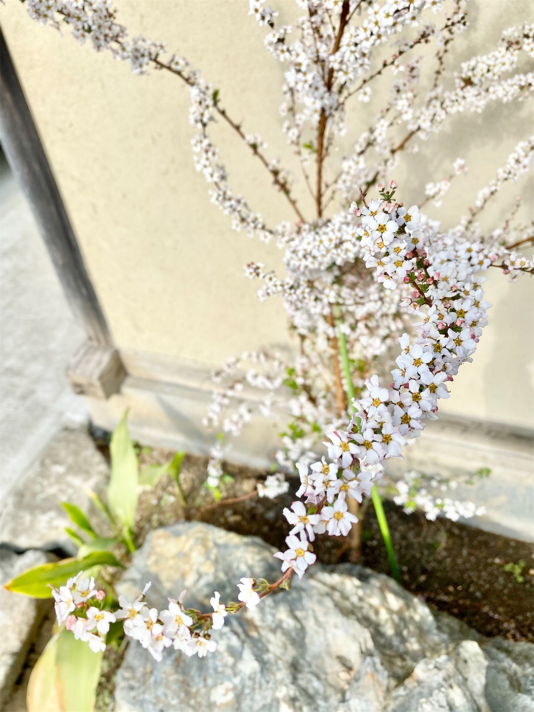 f:id:chanoyu:20210415004123j:image f:id:chanoyu:20210415004123j:image