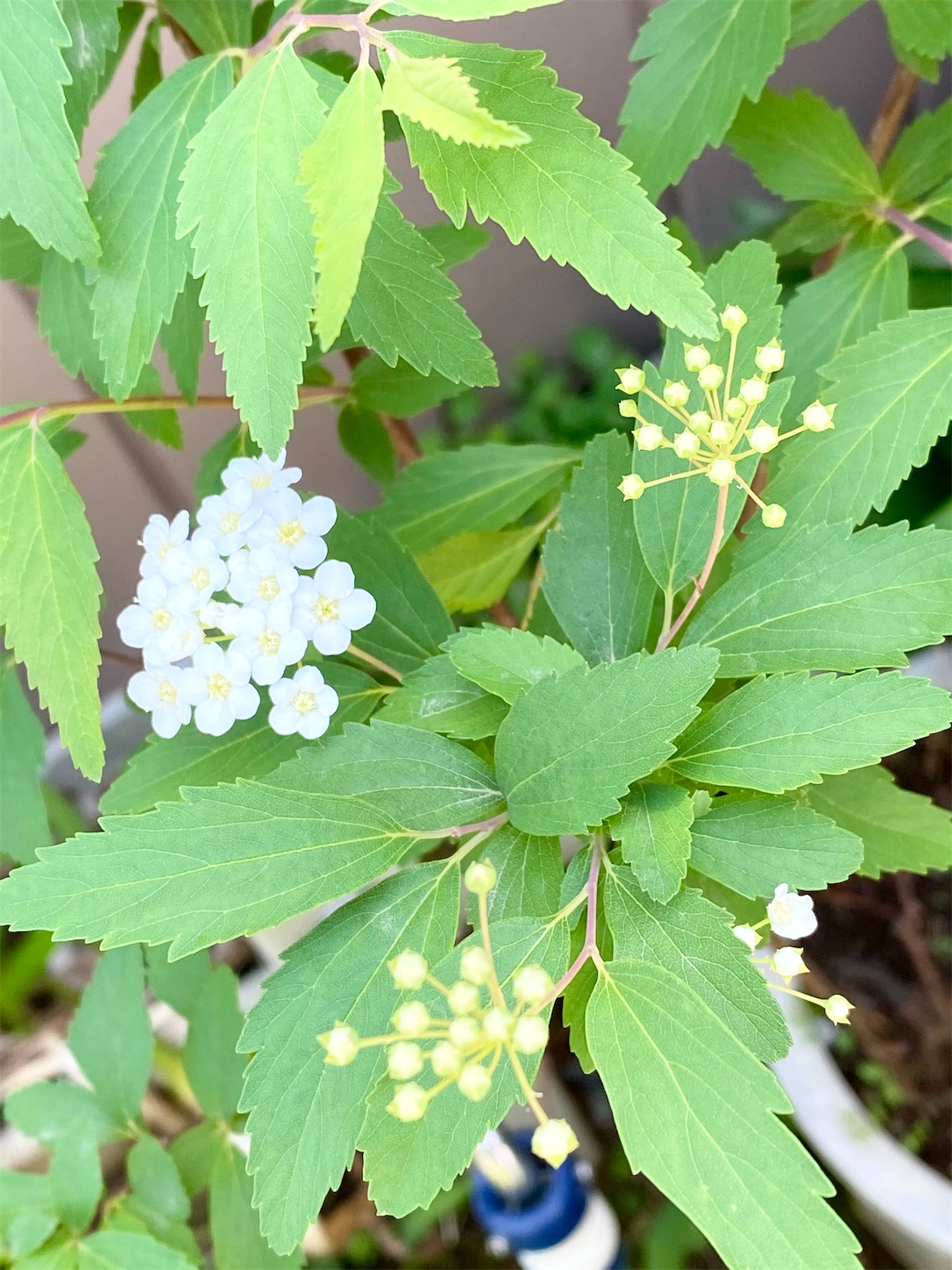 f:id:chanoyu:20210415172430j:image f:id:chanoyu:20210415172430j:image