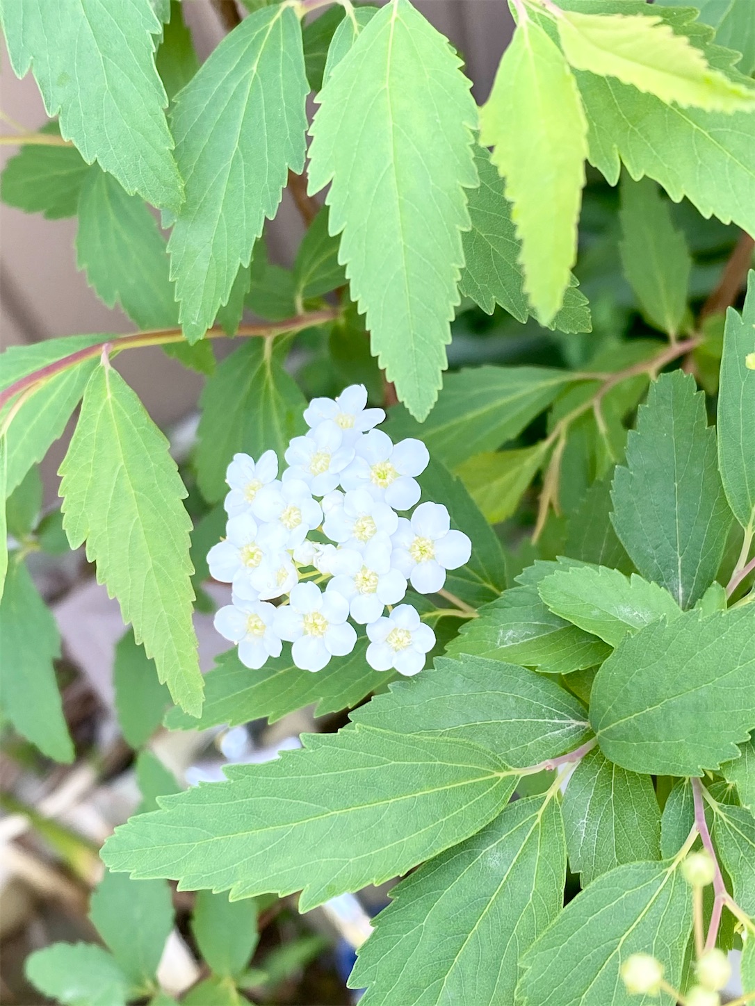 f:id:chanoyu:20210415172437j:image f:id:chanoyu:20210415172437j:image