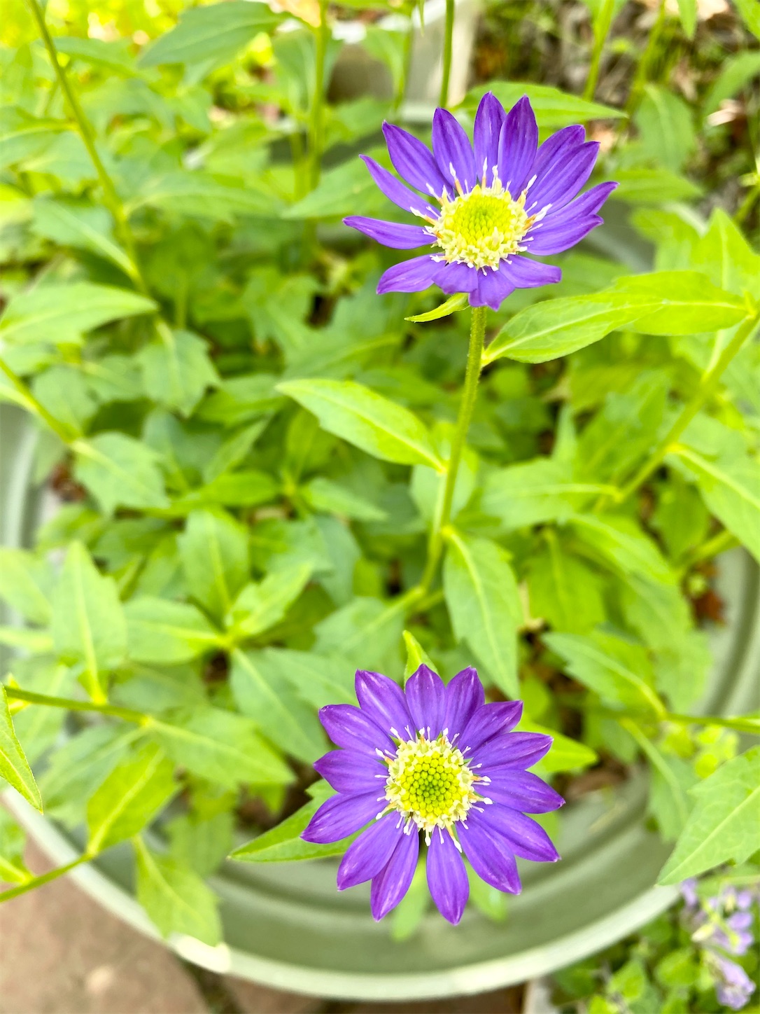 f:id:chanoyu:20210510100301j:image f:id:chanoyu:20210510100301j:image