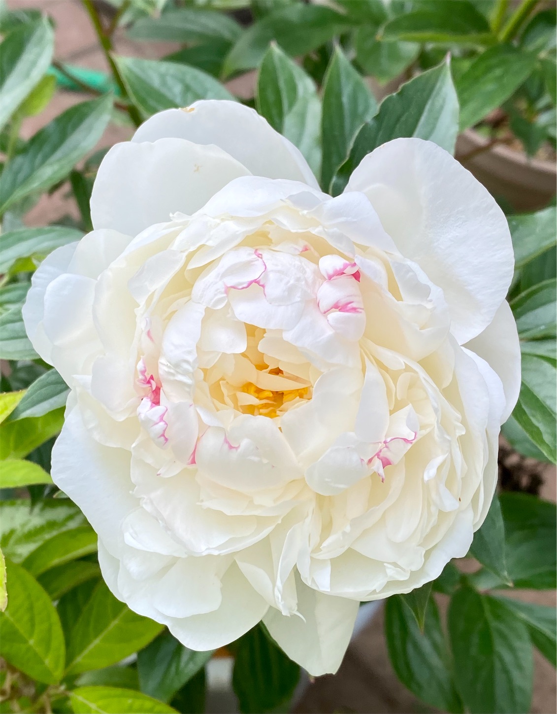 f:id:chanoyu:20210510102457j:image f:id:chanoyu:20210510102457j:image
