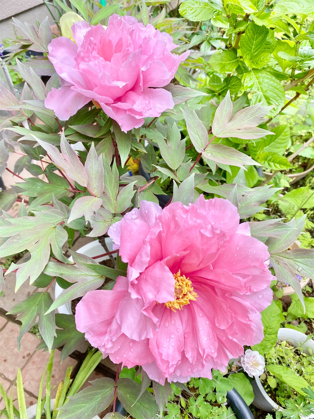 f:id:chanoyu:20210510102645j:image f:id:chanoyu:20210510102645j:image