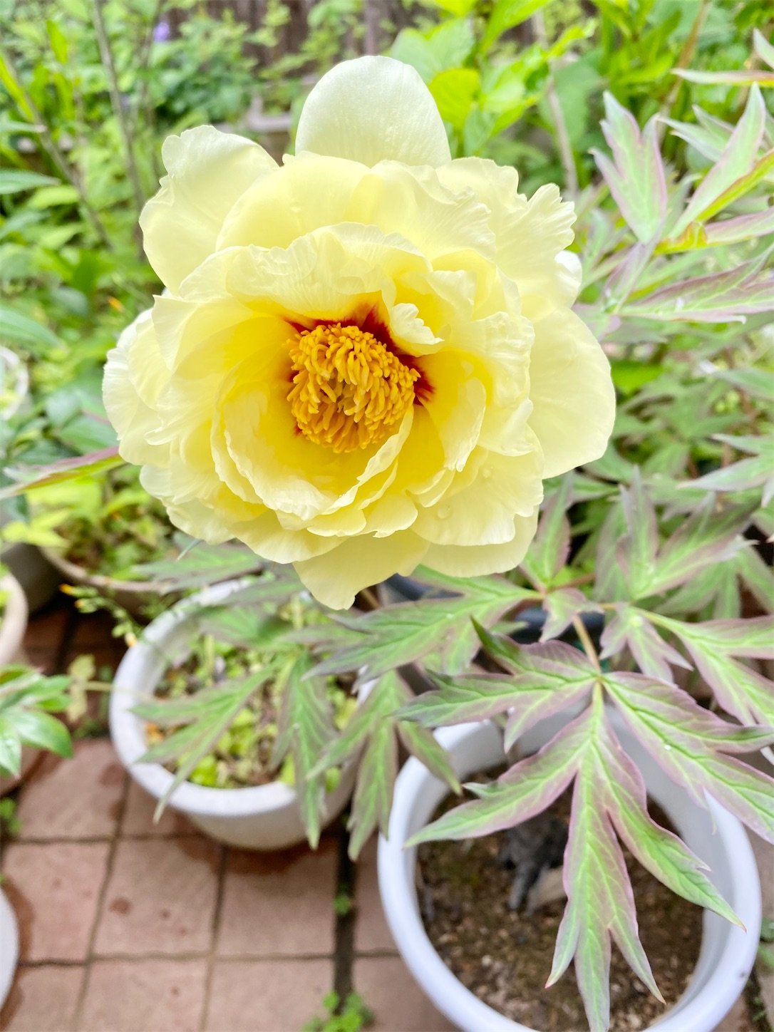 f:id:chanoyu:20210510102651j:image f:id:chanoyu:20210510102651j:image