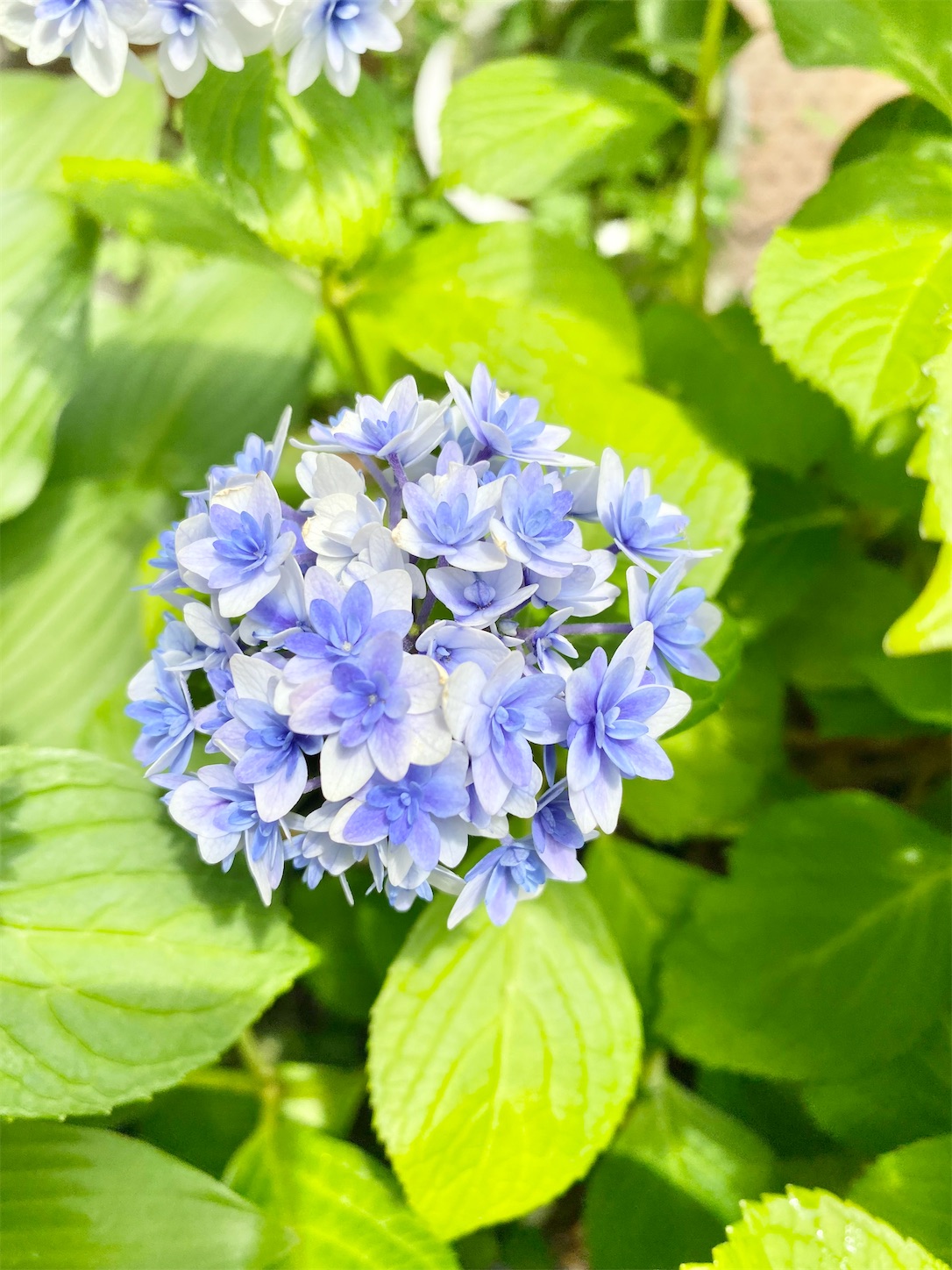 f:id:chanoyu:20210625010102j:image f:id:chanoyu:20210625010102j:image