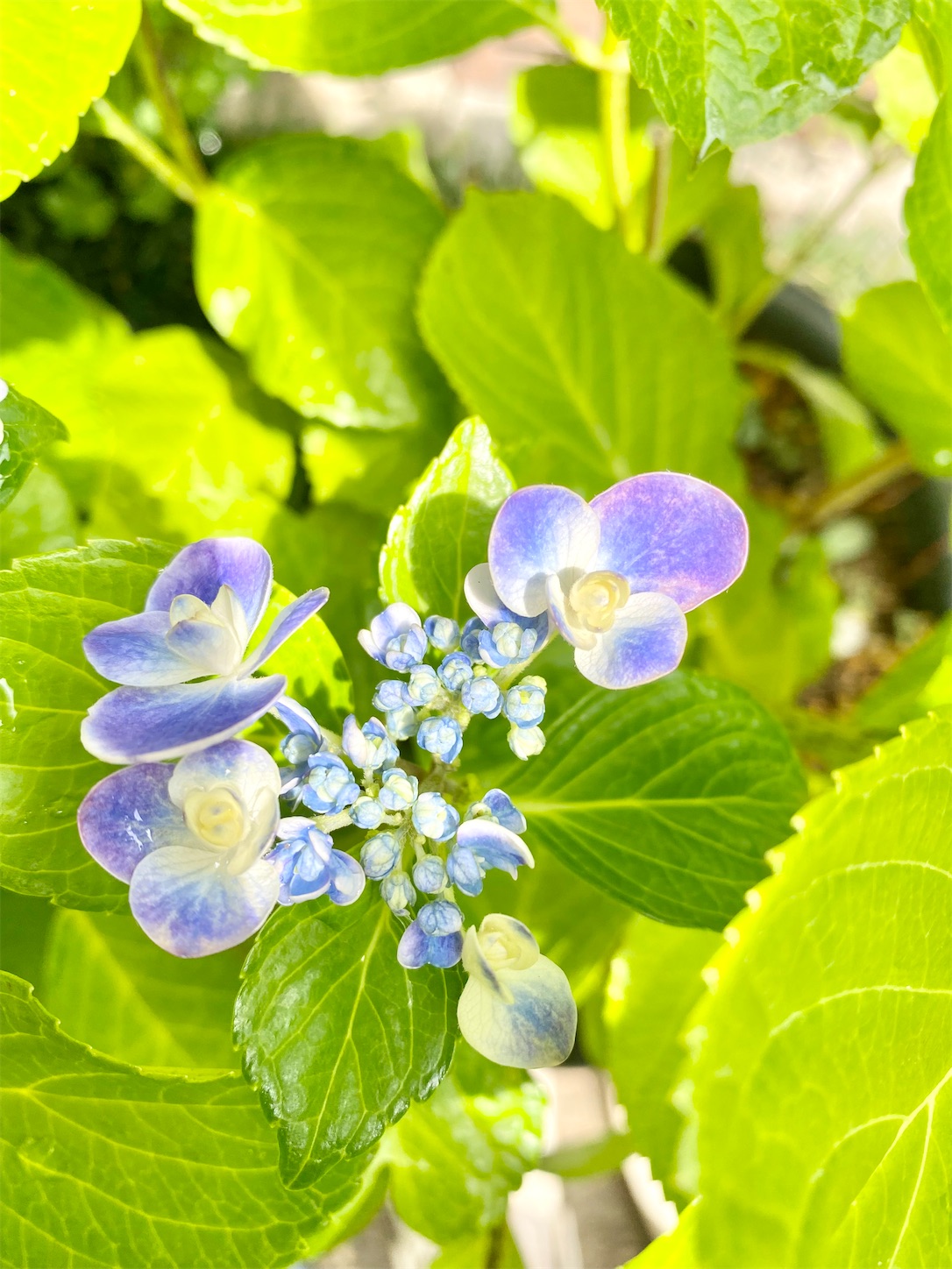 f:id:chanoyu:20210625010114j:image f:id:chanoyu:20210625010114j:image