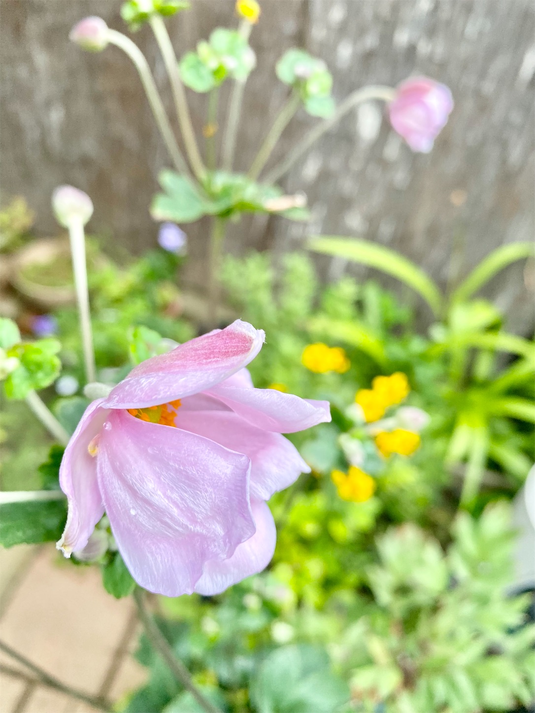 f:id:chanoyu:20210907140423j:image f:id:chanoyu:20210907140423j:image