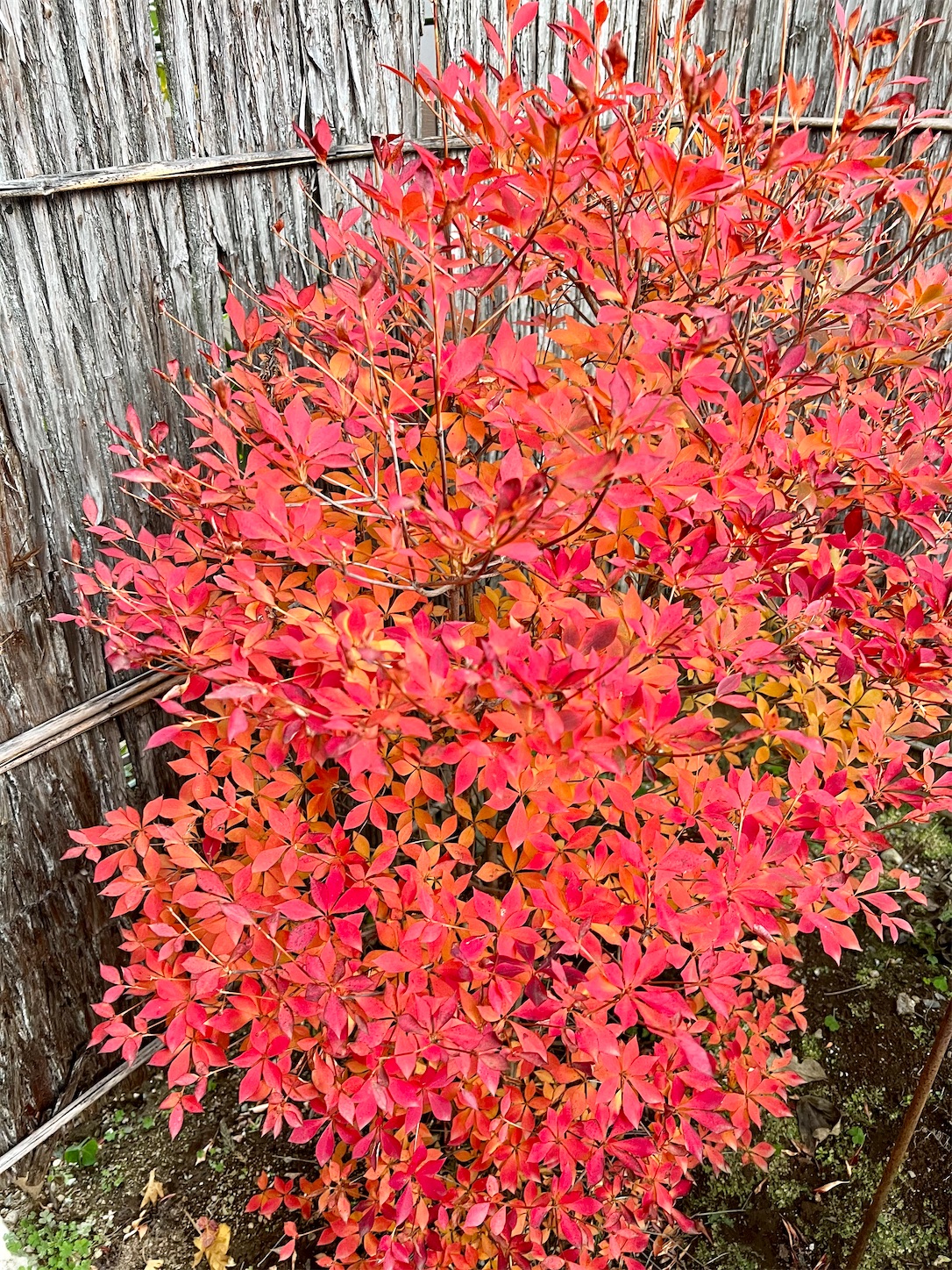 f:id:chanoyu:20211203034052j:image