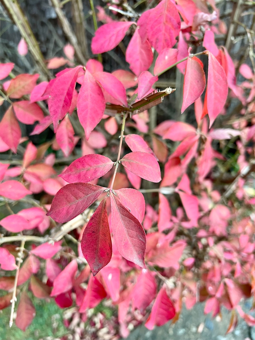 f:id:chanoyu:20211203034054j:image